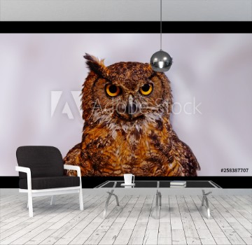 Picture of Bho frente